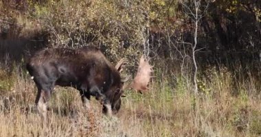 Wyoming 'deki sonbahar monotonluğu sırasında bir geyik.