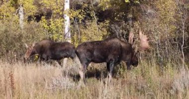 Sonbaharda Wyoming 'de azgın bir boğa geyiği.
