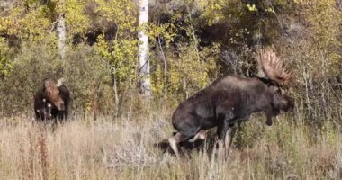 Sonbaharda Wyoming 'de azgın bir boğa geyiği.
