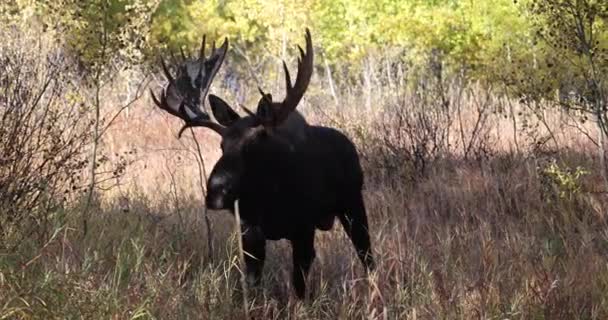 Bull Shiras Moose Rutting Autumn Wyoming — Stock Video