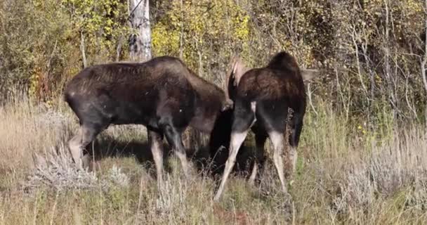 Stier Shiras Eland Rutting Herfst Wyoming — Stockvideo