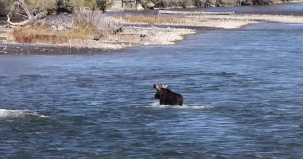 Stier Shiras Eland Rutting Herfst Wyoming — Stockvideo