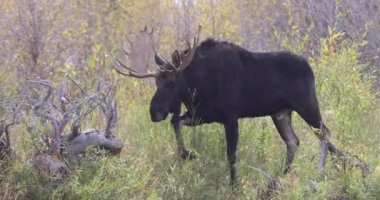 Wyoming 'de sonbaharda azgın boğa shiras geyiği.