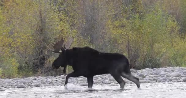 Toro Shiras Alce Rutting Otoño Wyoming — Vídeos de Stock