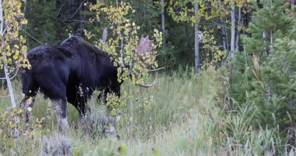 Bika Shiras Jávorszarvas Ruting Ősszel Wyoming — Stock videók