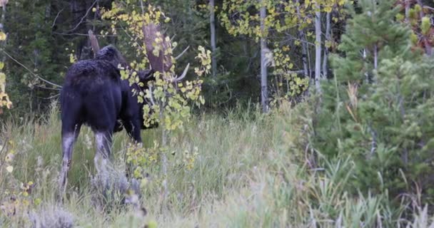 Een Stier Elanden Rutting Wyoming Herfst — Stockvideo