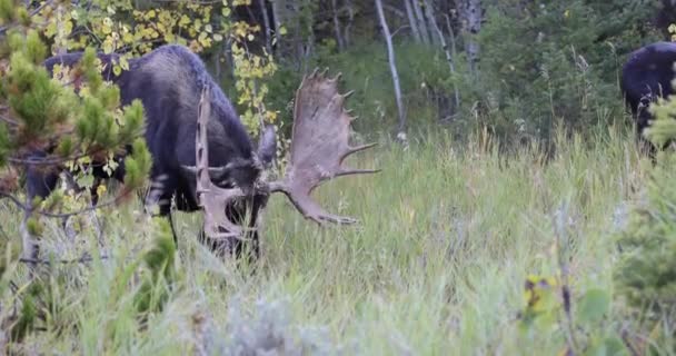 Ένα Ελάφι Ταύρος Που Αλωνίζει Στο Γουαϊόμινγκ Φθινόπωρο — Αρχείο Βίντεο