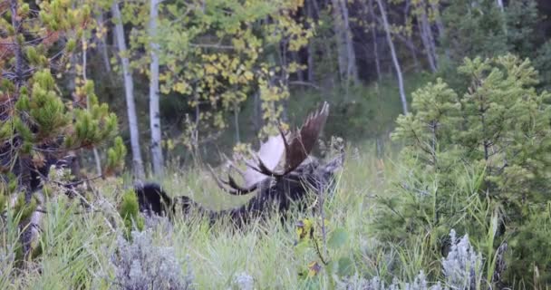 Vyježděný Býk Wyomingu Podzim — Stock video