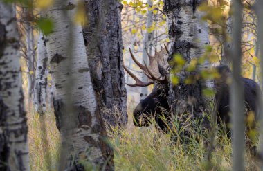 Sonbaharda Wyoming 'de monoton bir geyik.