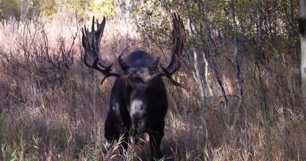 Alce Toro Durante Rutina Otoño Wyoming — Vídeos de Stock