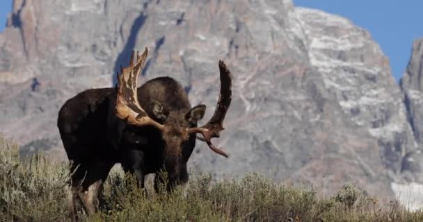 Een Stier Eland Tijdens Herfstsleur Wyoming — Stockvideo