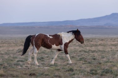 Utah çölünde ilkbaharda vahşi bir at