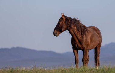 Baharda Utah çölünde vahşi bir at.