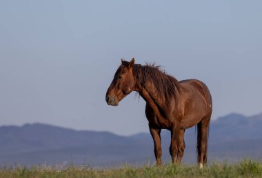 Baharda Utah çölünde vahşi bir at.