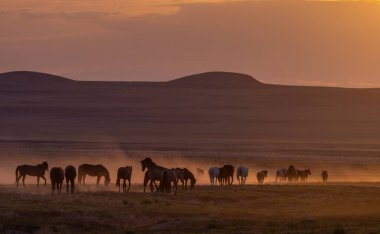 Utah çölünde gün batımında vahşi bir at sürüsü.