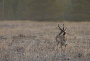Wyoming 'de sonbaharda bir boynuzlu at.