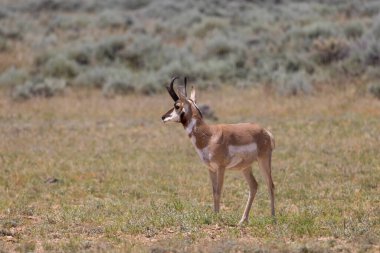 Yazın Wyoming çölünde boynuzlu antilop.