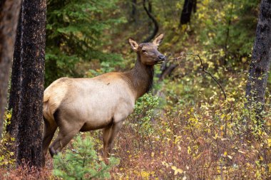 Wyoming 'de sonbaharda bir inek geyiği.