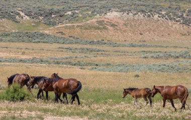 Yazın Wyoming çölünde vahşi at sürüsü.