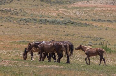 Yazın Wyoming çölünde vahşi at sürüsü.