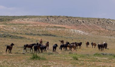 Yazın Wyoming çölünde vahşi at sürüsü.