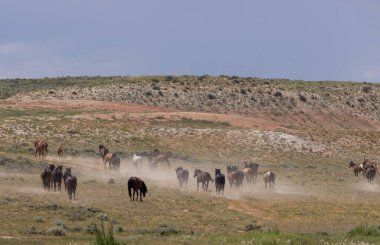 Yazın Wyoming çölünde vahşi at sürüsü.