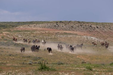 Yazın Wyoming çölünde vahşi at sürüsü.