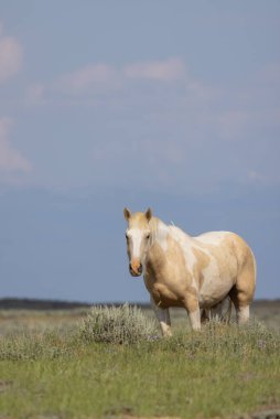 Yazın Wyoming çölünde vahşi bir at.