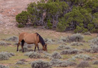Montana 'daki Pryor Dağları' nda yazın vahşi bir at.