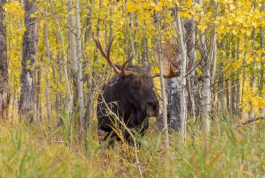 bir boğa shiras Mus Wyoming Güz