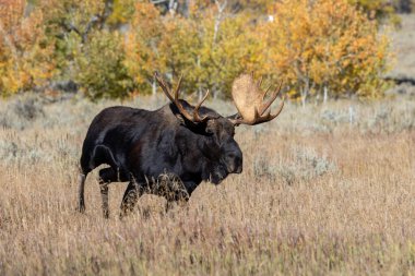 Sonbaharda Wyoming 'de monoton bir geyik.