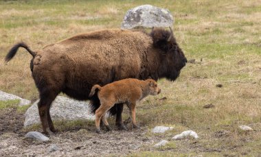 Baharda Yellowstone Ulusal Parkı 'nda bir bizon ineği ve şirin buzağısı.