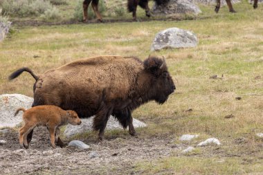 Baharda Yellowstone Ulusal Parkı 'nda bir bizon ineği ve şirin buzağısı.