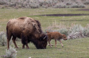Baharda Yellowstone Ulusal Parkı 'nda bir bizon ineği ve şirin buzağısı.