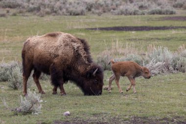 Baharda Yellowstone Ulusal Parkı 'nda bir bizon ineği ve şirin buzağısı.