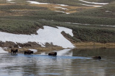 Baharda Yellowstone Ulusal Parkı 'ndaki Yellowstone Nehri' ni geçen bizon.
