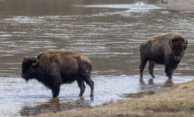 Baharda Yellowstone Ulusal Parkı 'ndaki Yellowstone Nehri' ni geçen bizon.