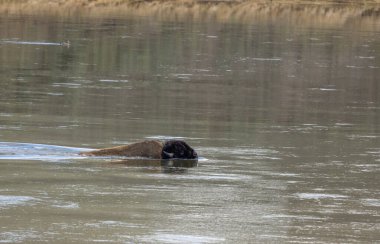 Baharda Yellowstone Ulusal Parkı 'ndaki Yellowstone Nehri' ni geçen bizon.