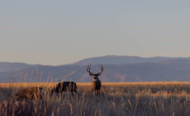 Colorado 'da sonbaharda geyik avı.