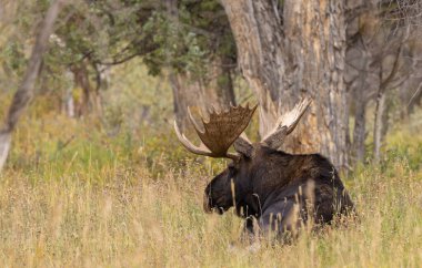 Wyoming 'de sonbaharda bir geyik.