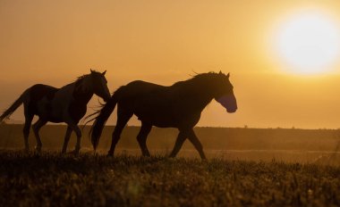 Utah çölünde gün batımında vahşi atlar
