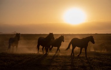 Utah çölünde gün batımında vahşi atlar