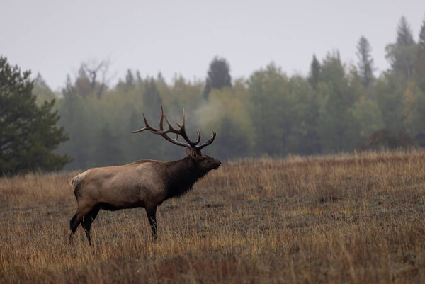 a bull elk during the rut in autumn in Wyoming