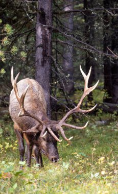 Wyoming 'deki sonbahar monotonluğu sırasında bir boğa geyiği.