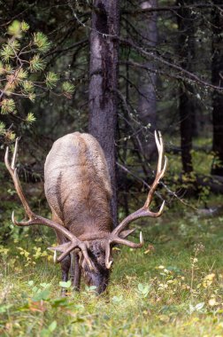 Wyoming 'deki sonbahar monotonluğu sırasında bir boğa geyiği.