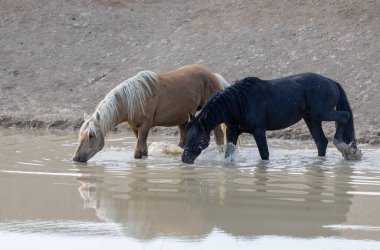 Baharda Utah 'ta çöldeki bir su birikintisinde vahşi atlar.