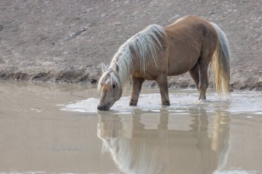 Baharda Utah 'ta çölde bir su birikintisinde vahşi at.