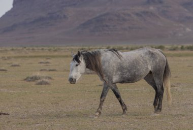 Utah çölünde ilkbaharda vahşi bir at