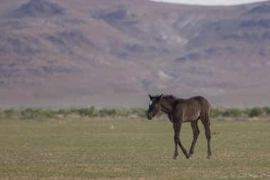 Utah çölünde ilkbaharda vahşi bir at