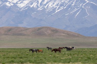 Baharda Utah çölünde vahşi at sürüsü.